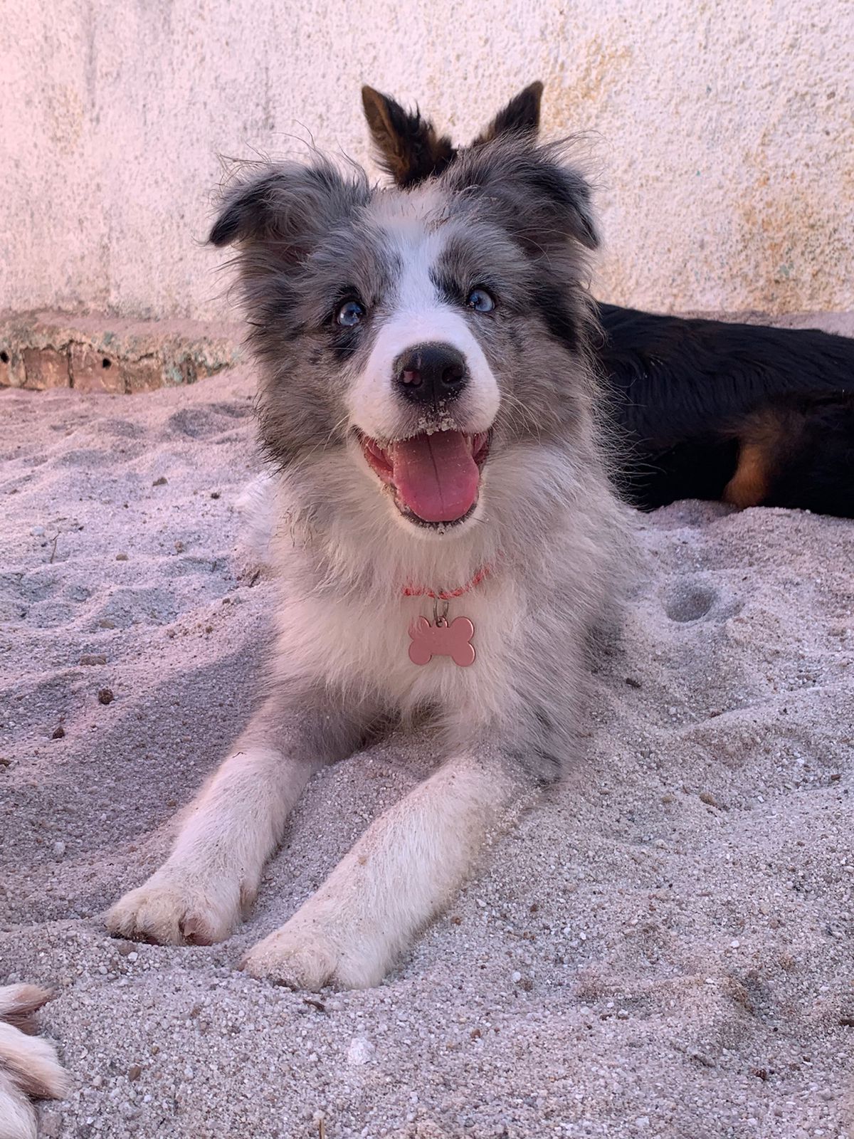 Cão atendido pela LS Adestra 3