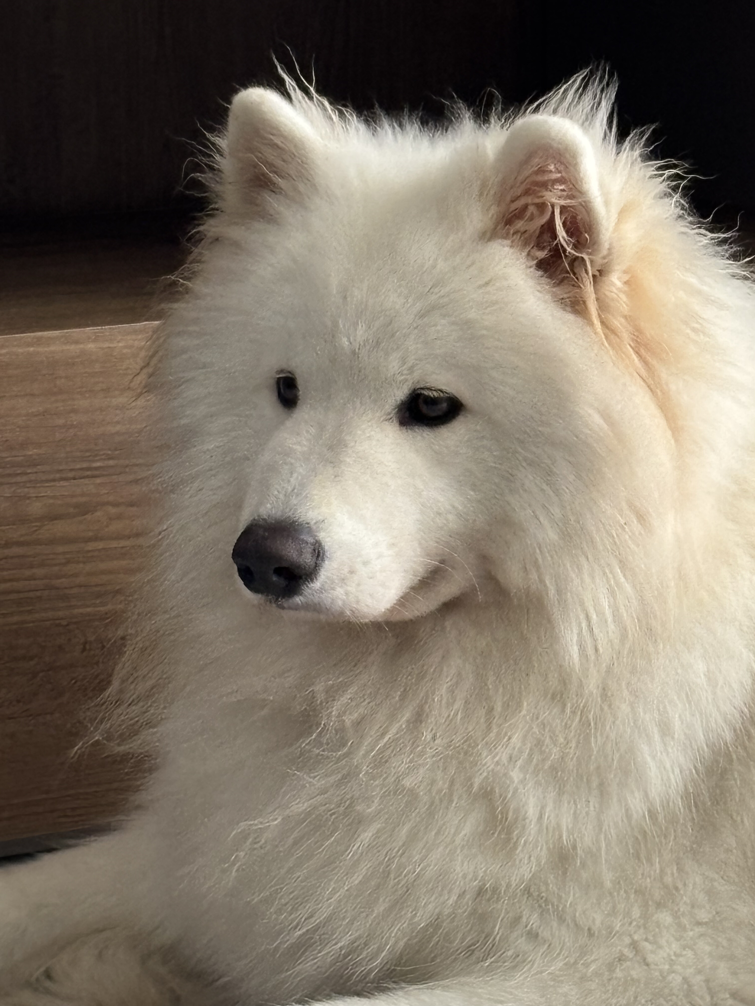 Cão atendido pela LS Adestra 4